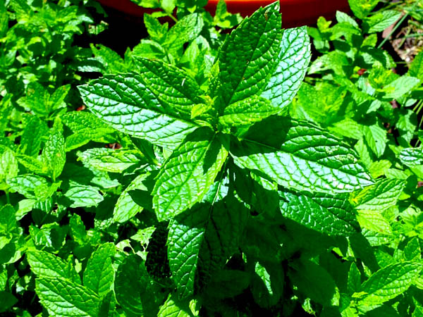 Mint1