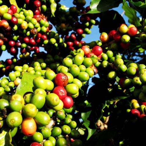 Coffee beans 1