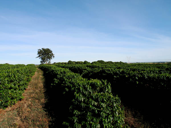 Coffee fields